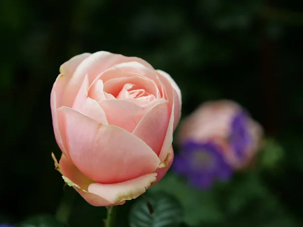 Gros Plan Une Rose Qui Pousse Dans Jardin — Photo