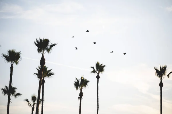 Group Birds Flying Sky — Stock Photo, Image