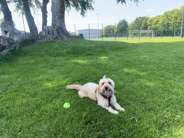 Bahçedeki Çimlerin Üzerinde Topunun Yanında Oturan Güzel Bir Köpek Resmi — Stok fotoğraf