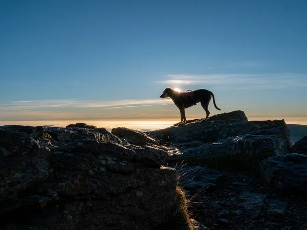 Силуэт Собаки Вершине Горы Смотрящей Закат Против Облачного Неба — стоковое фото