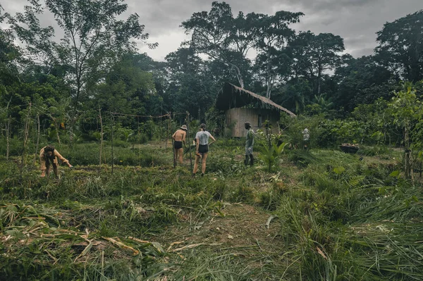 プンタモナ コスタリカ 中央アメリカの緑のプランテーションフィールド — ストック写真