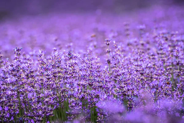 Gros Plan Champ Fleurs Lavande Violette — Photo