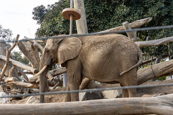Grande Elefante Cercado Por Enormes Galhos Madeira Zoológico — Fotografia de Stock