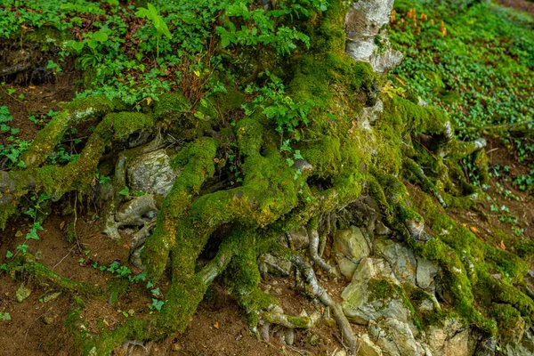 Gros Plan Des Grandes Racines Bel Arbre — Photo