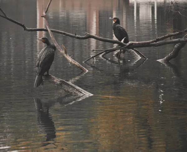 Eine Schöne Aufnahme Einiger Vögel Einem See Abend Lyon Frankreich — Stockfoto