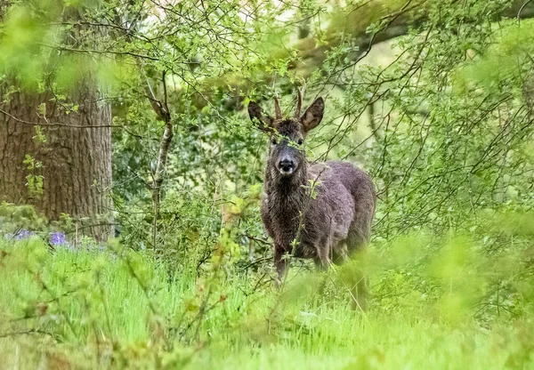 Een Reeën Hert Wildernis Omringd Door Groen — Stockfoto