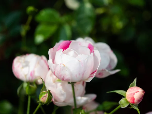 Eine Nahaufnahme Von Schönen Pfingstrosen Die Einem Garten Wachsen — Stockfoto