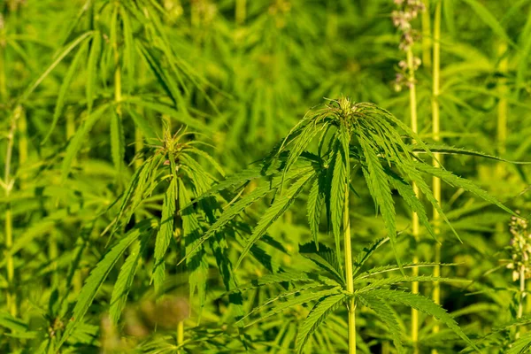 Eine Nahaufnahme Von Cannabis Oder Einem Marihuanafeld Sativa Hinterlässt Unkraut — Stockfoto