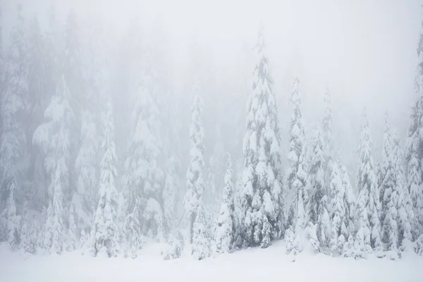 Vista Floresta Inverno Vancouver Island British Columbia Canadá — Fotografia de Stock