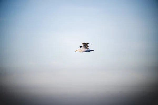 Gökyüzünde Uçan Bir Martı Özgürlük Kavramı — Stok fotoğraf