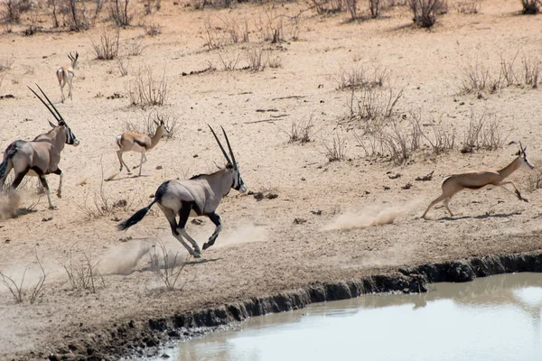 Grupo Antílopes Correndo Safari Parque Nacional Etosha Namíbia — Fotografia de Stock