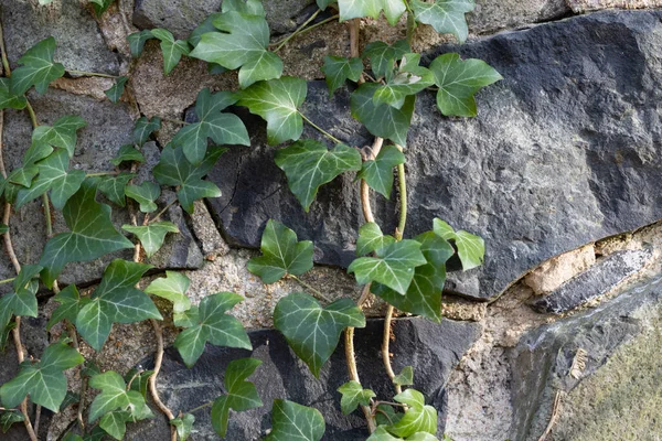 庭の大きな石の壁にツタの低木の植物の閉鎖 — ストック写真