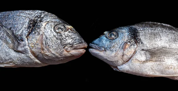 Κοντινό Πλάνο Δύο Ψαριών Σολομού Απομονωμένων Μαύρο Φόντο — Φωτογραφία Αρχείου