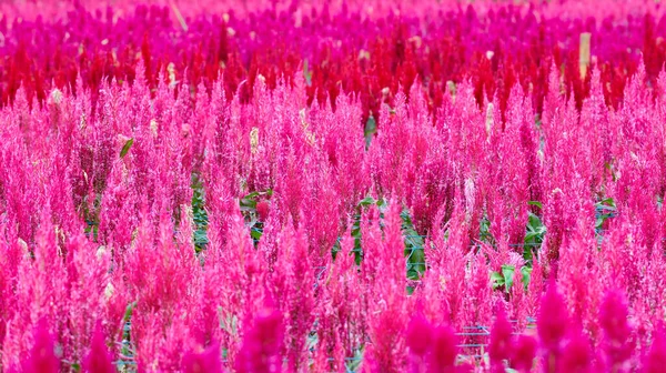 Hermoso Fondo Flores Rosadas Astilbe Barba Cabra Falsa —  Fotos de Stock