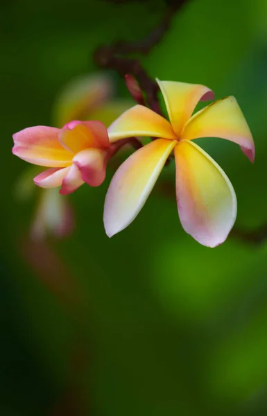 Vertical Shot Growing Plumeria Flower — 图库照片