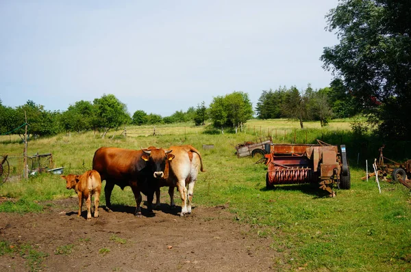 Rebanho Três Vacas Marrons Campo Uma Fazenda — Fotografia de Stock