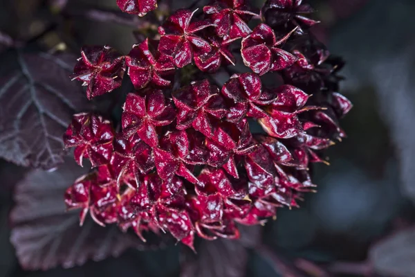 Eine Nahaufnahme Einer Rosa Blume Einem Garten Während Des Tages — Stockfoto