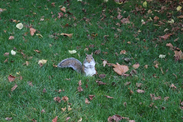 Ein Niedliches Eichhörnchen Auf Dem Gras Mit Abgefallenen Blättern — Stockfoto