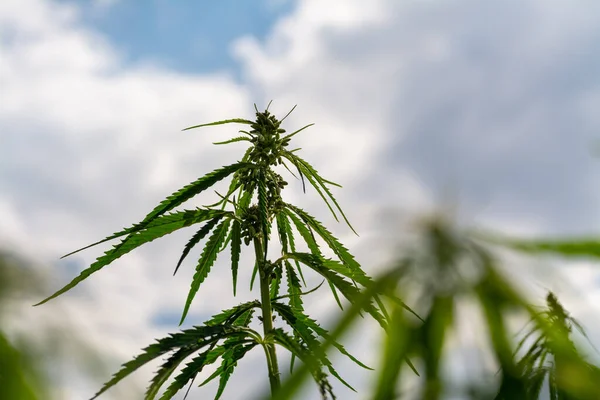 Naturlig Bild Cannabis Som Växer Plantage Molnig Himmel — Stockfoto