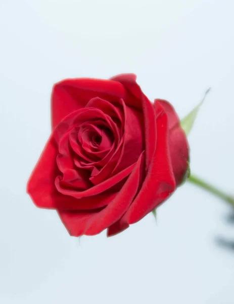 Vertikální Záběr Růže Kvetoucí Zahradě — Stock fotografie