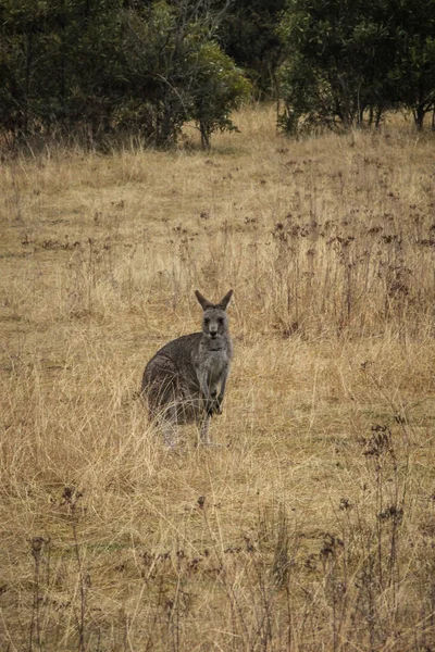 Vertical Shot Kangaroo Field Daylight — Stock Photo, Image