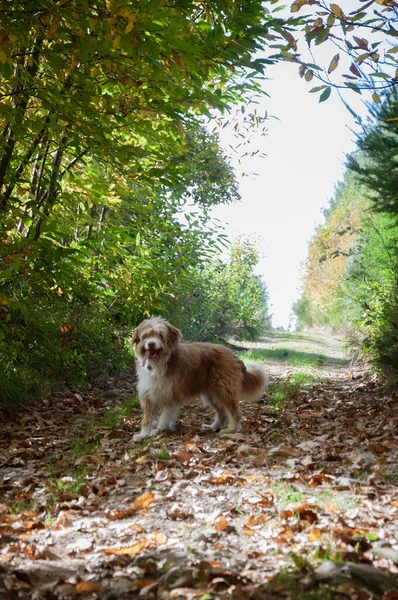 Perro Paseando Bosque Día Soleado — Foto de Stock