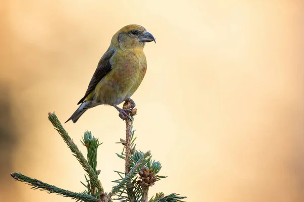 Selective Focus Shot Cute Small Yellow Bird Sitting Tree Branch — 图库照片