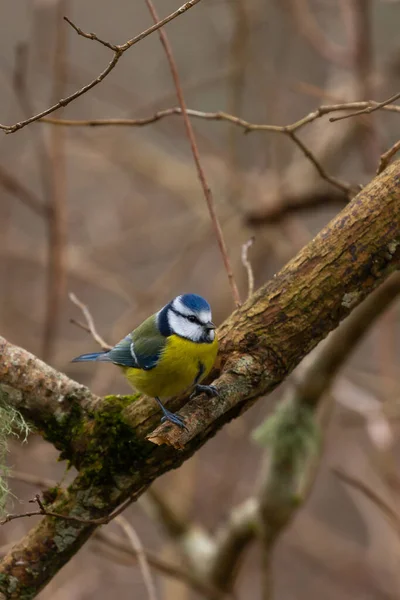 Tiro Close Pássaro Amarelo Azul Ramo Uma Árvore Uma Floresta — Fotografia de Stock