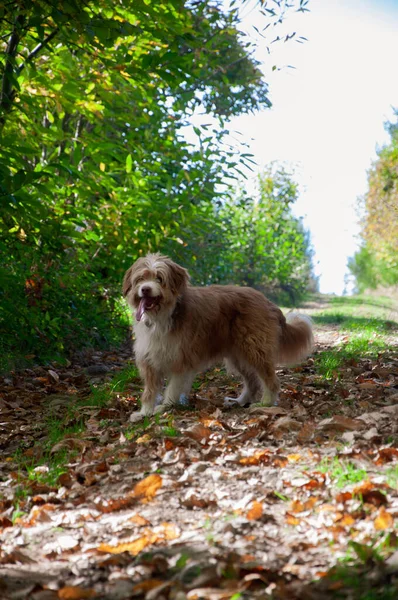 Perro Paseando Bosque Día Soleado — Foto de Stock