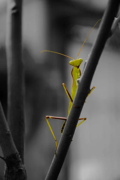 Vertical Closeup Shot Green Mantis Insect Twig — Stock Photo, Image