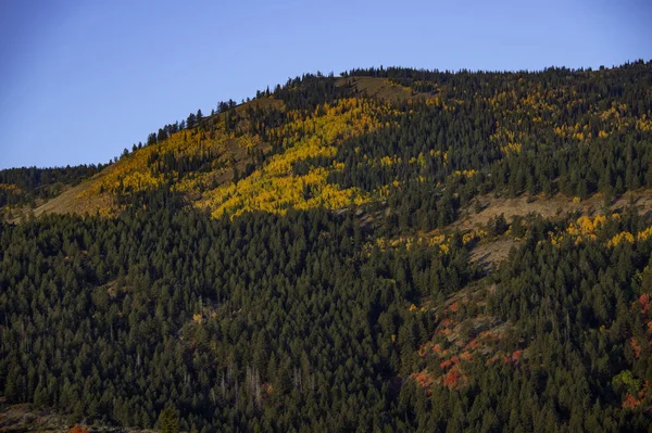 秋の晴れた日に緑の木々が茂る森の丘 — ストック写真