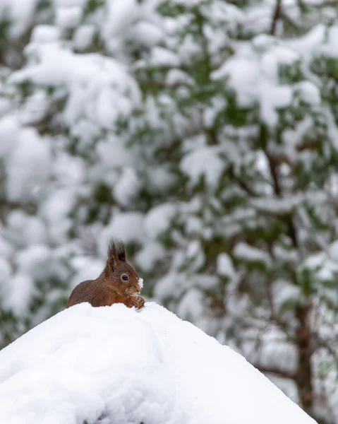 Portrait Cute Red Squirrel Sciurus Vulgaris Sitting Snow Nature Photography — Stock Photo, Image