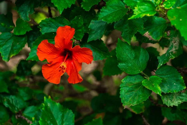 Een Closeup Van Een Prachtige Oranje Hibiscus Bloem Een Tuin — Stockfoto