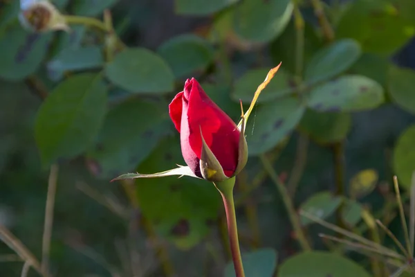 Bahçede Büyüyen Güzel Kırmızı Bir Gül Tomurcuğunun Yakın Çekimi — Stok fotoğraf