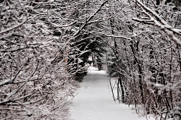 Vacker Bild Skog Täckt Snö Dagen — Stockfoto