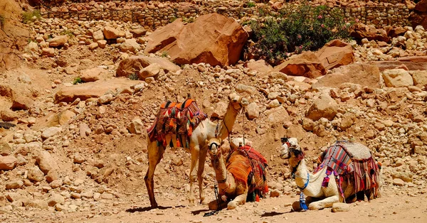 Three Camels Arid Rocky Area Petra Jordan — Stockfoto