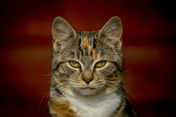 Closeup Shot Cat Face Isolated Red Background — 图库照片