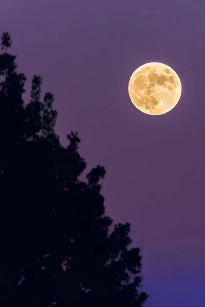 Μια Κάθετη Λήψη Της Πανσελήνου Στον Πορφυρό Νυχτερινό Ουρανό — Φωτογραφία Αρχείου