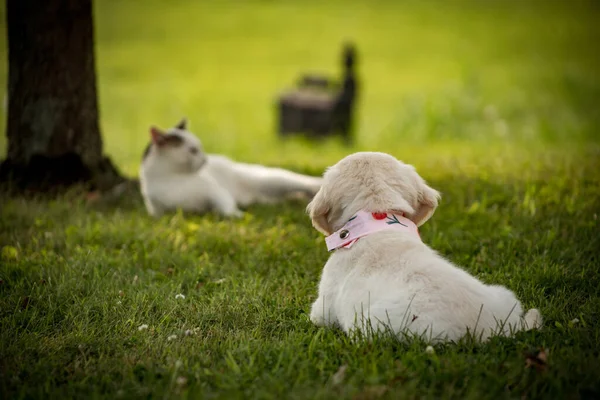 Bir Köpek Bir Kedi Çimlerin Üzerinde Oynuyorlar — Stok fotoğraf