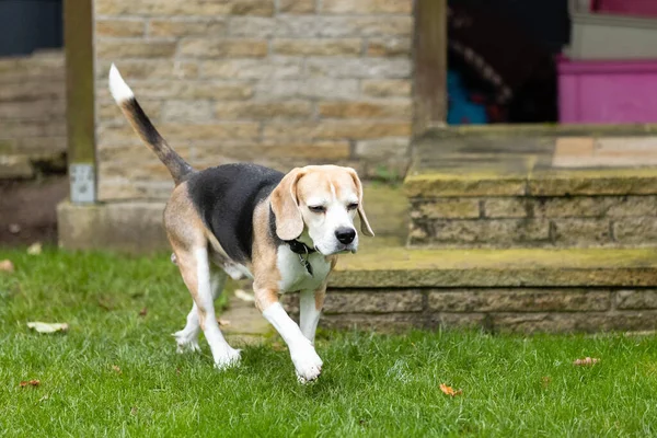 Yeşil Bahçede Yürüyen Sevimli Bir Beagle Köpeğinin Yakın Plan Fotoğrafı — Stok fotoğraf