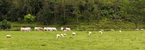 Μια Πανοραμική Θέα Των Αγελάδων Και Των Προβάτων Βόσκησης Ένα — Φωτογραφία Αρχείου