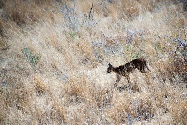 Deer Safari Etosha National Park Namibia — Stock Photo, Image