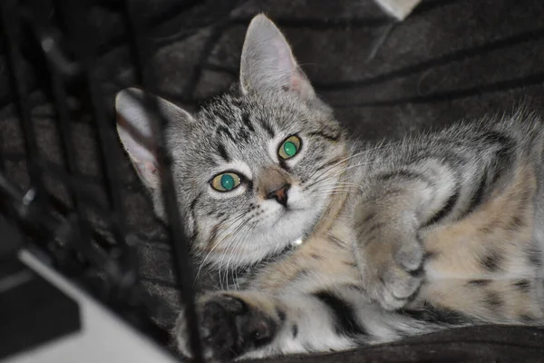 Closeup Shot Cute Fluffy Cat One Green One Blue Eye — Stockfoto