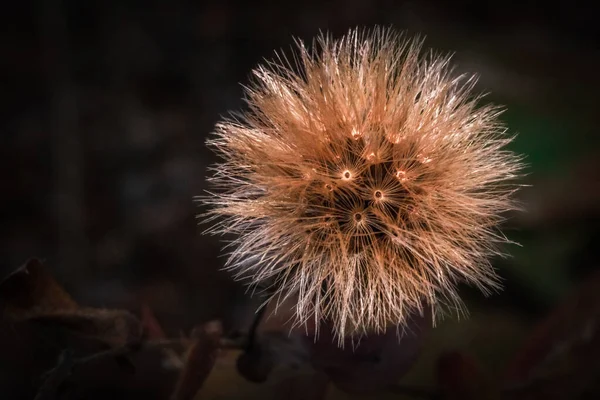 Primer Plano Una Flor Diente León Seco — Foto de Stock