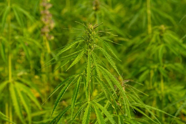Eine Nahaufnahme Des Cannabis Anbaus Einer Plantage — Stockfoto