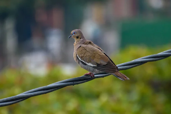 Closeup White Winged Dove Perched Cable — Stock Photo, Image