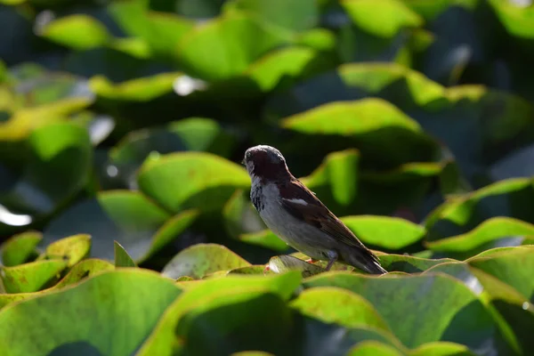 Pájaro Gorrión Posado Sobre Una Hoja Árbol — Foto de Stock