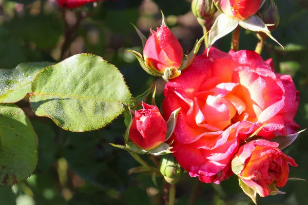 Ένα Κοντινό Πλάνο Ενός Κόκκινου Τριαντάφυλλου Που Ανθίζει Έναν Ηλιόλουστο — Φωτογραφία Αρχείου