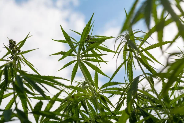 Naturlig Bild Cannabis Som Växer Plantage Molnig Himmel — Stockfoto