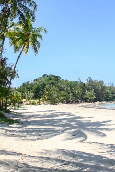 Palmiers Sur Une Plage Sable Fin Soleil Avec Forêt Arrière — Photo